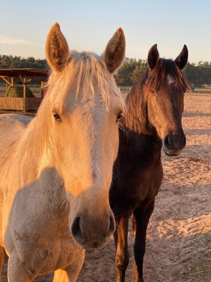 Ferienwohnung Auf Pferdehof Dreetz Exteriör bild
