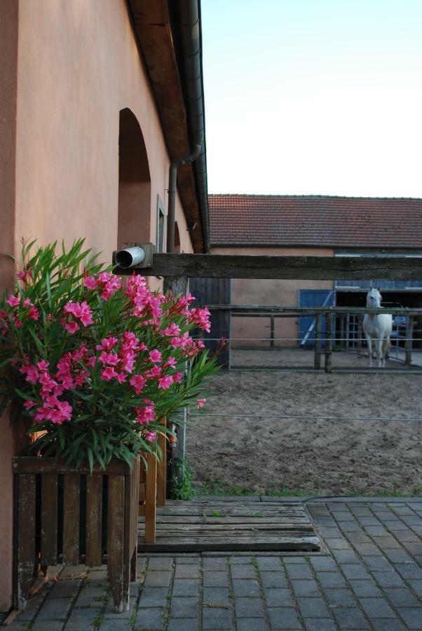 Ferienwohnung Auf Pferdehof Dreetz Exteriör bild